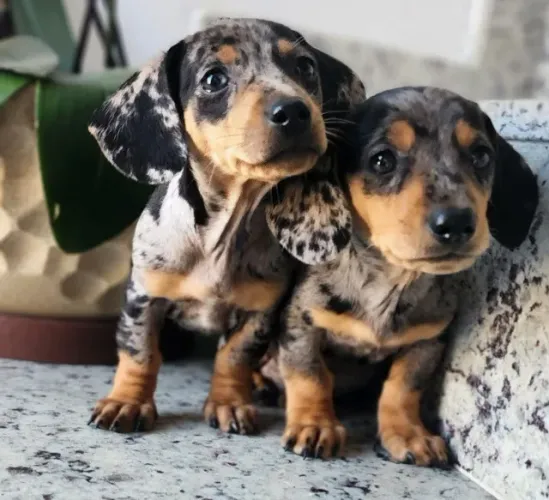 Divertidos e Amorosos! DAchshund com Pedigree.
