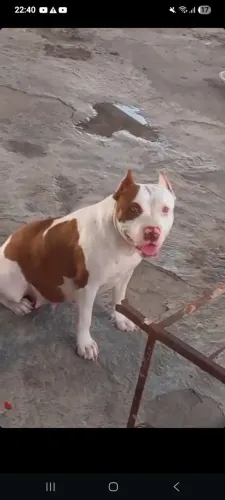 Vendo filhote de pit bull venha fazer sua reserva *03