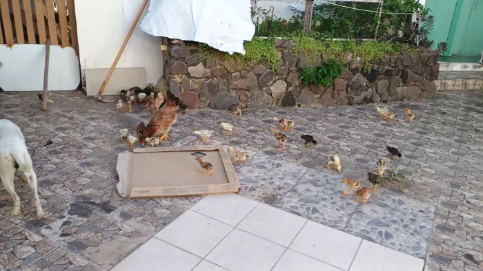 Galinhas, galos e pintanhinhos