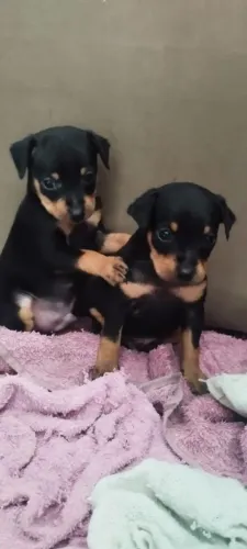 Filhote macho Pinscher 0
