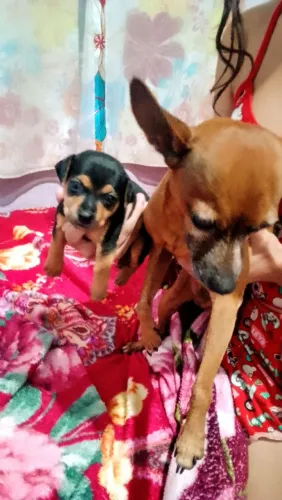 Pinscher filhote