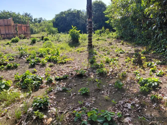 Disponível lote na estrada do janauari  20 mil 
