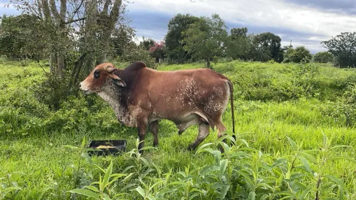 Vendo boi gordo mais de 600 kg e vaca 500 kg