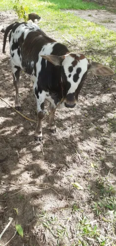 Vaca parida primeira cria, com bezerro no pé  bezerro macho 6.000
