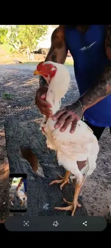 Índio gigante