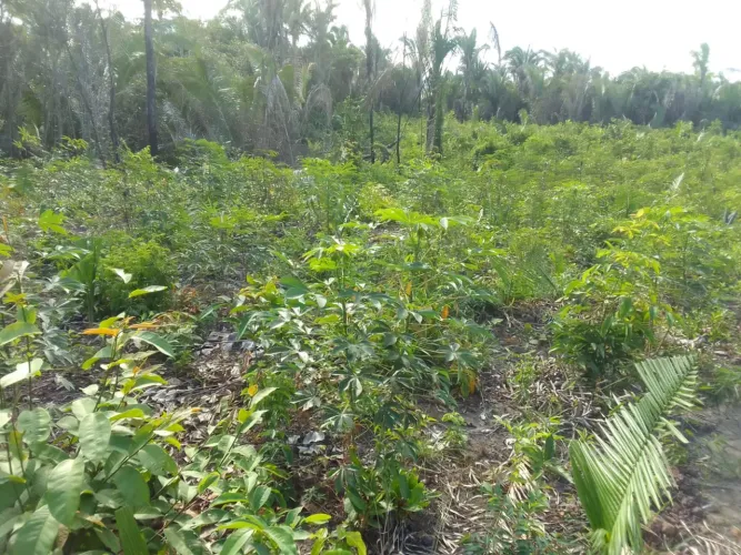 Terreno na contenda municipio do Leite Itapecuru mirim  todo documentad