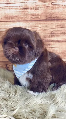 Shih tzu micro exóticos macho e fêmea
