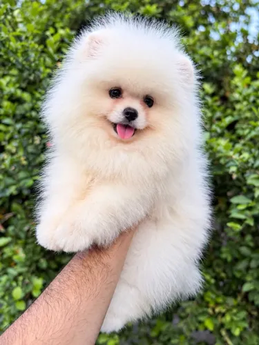 Spitz alemão (Lulu da Pomerânia) Macho branco