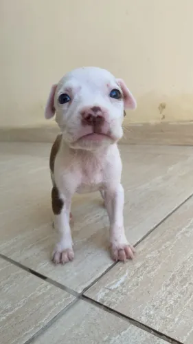 Filhote de pitbull