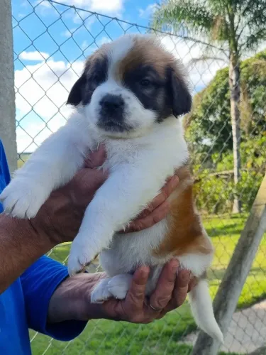 São Bernardo- Femea c/ Garantia e Pedigree