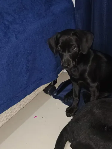 Labrador fêmea 