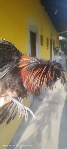 Galo polonês pescoço pelado frisado