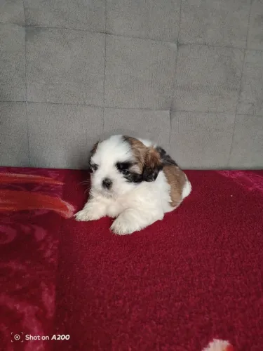 Cachorro 