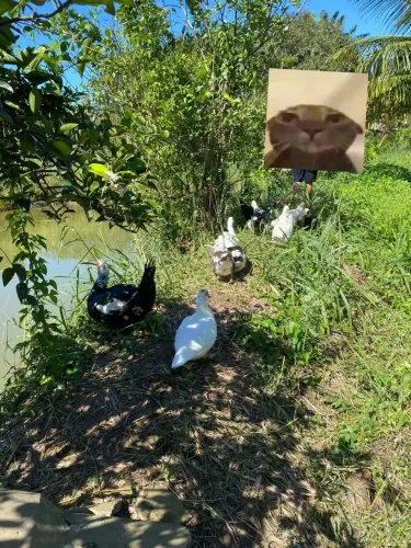 Patos 45 reais. 