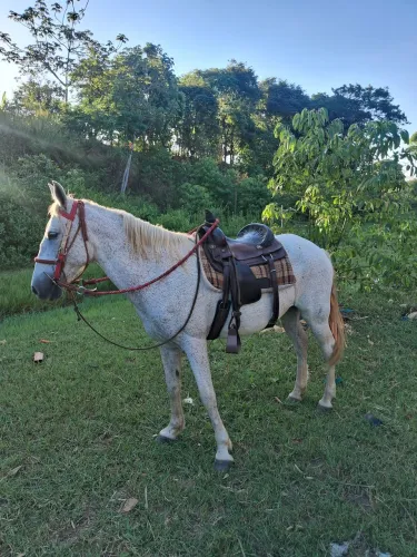 vendo cavalo esperto bom de sela
