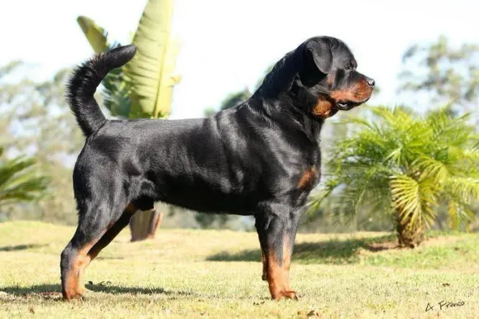 Rottweiler