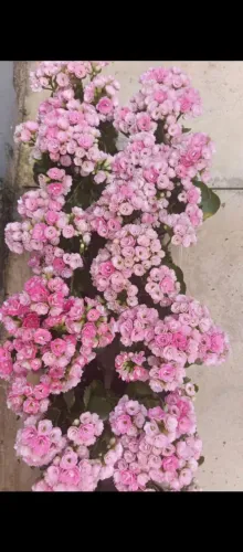Plantas