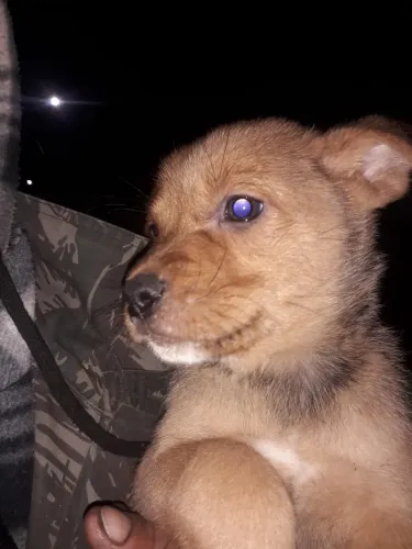 Filhotes lindos e mansos esperando um lar urgente 