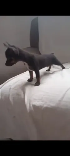 Pinscher número 1