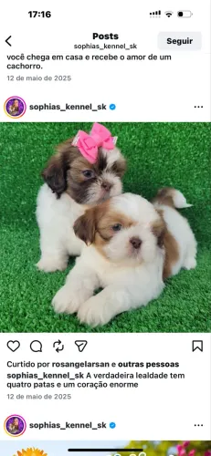 Shihtzu mini lindos filhotes