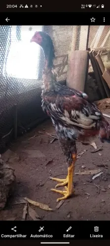 índio gigante