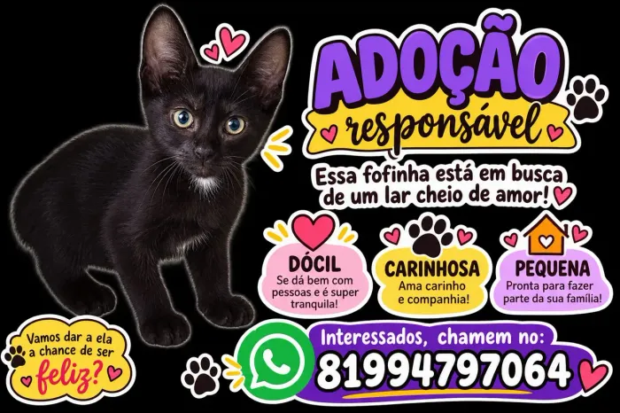 Doação de gata