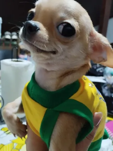 Brasileirinho mexicano chihuahua