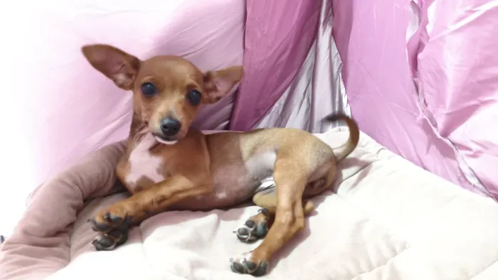 Pinscher fêmea