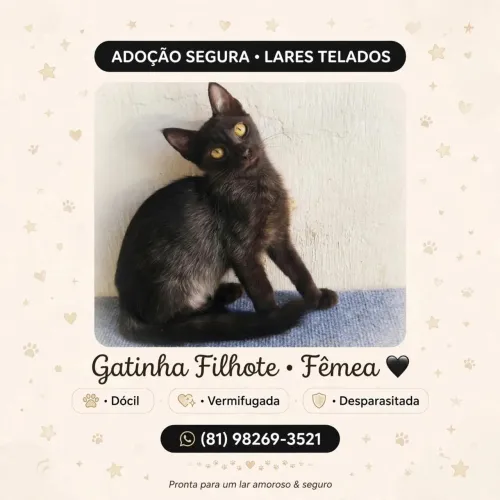 Filhotes para Adoção - apenas para quem tem telas de proteção nas janelas
