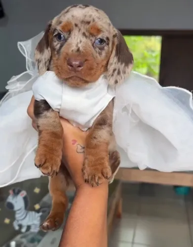FILHOTE Salsicha Mofada (Dachshund)