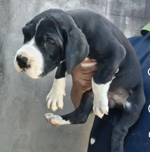 dog alemão filhote mantado alto padrão 