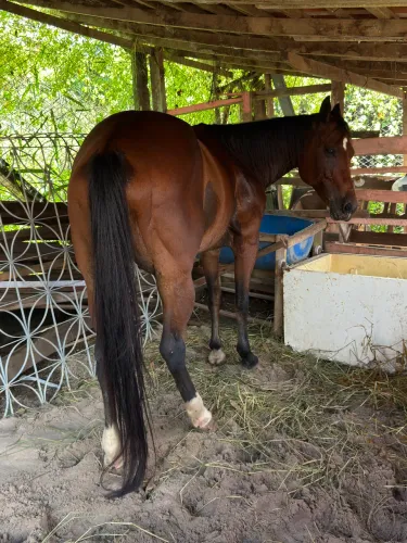 Cavalo 