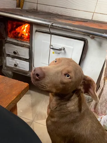 Pet