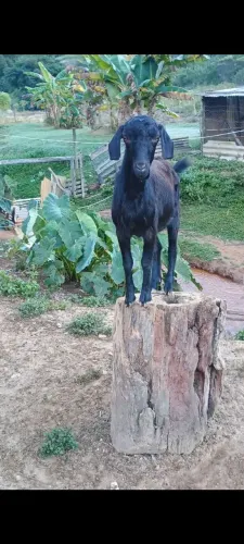 Cabrito 