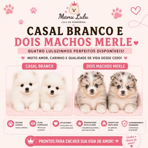 Filhotes Lulu da Pomerânia  - Branco e Merle 