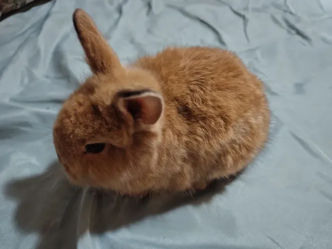 Coelhos