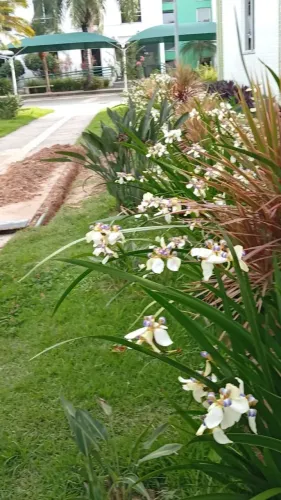 Faço serviço de jardinagem