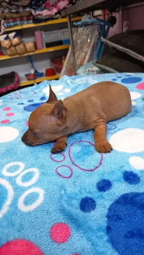 Pinscher lindos filhotes mini fêmea e macho parcelo e entrego 
