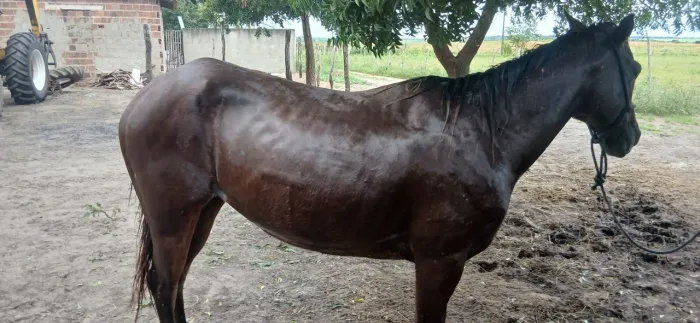Egu pra troca começando de direita