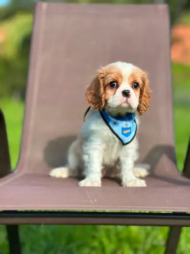 Cavalier King somente machinhos