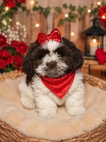 Filhotes de Shih tzu fêmea chocolate 63 dias!