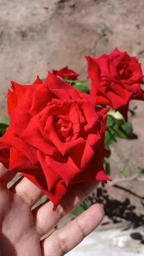 ROSEIRAS