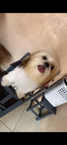 Vende pet da raça Shih Tzu fêmea.