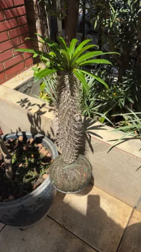 Vaso decorativo Kokedama cacto Madagascar com 50cm de altura