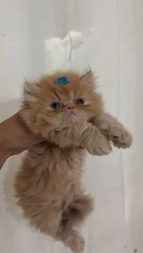 Filhotes gato persa