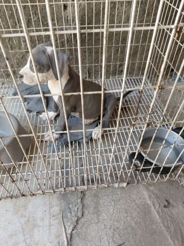 VENDO PIT BULL BLUE FÊMEA