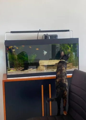 Aquario 100 L com todo equipamento de filtragem incluso