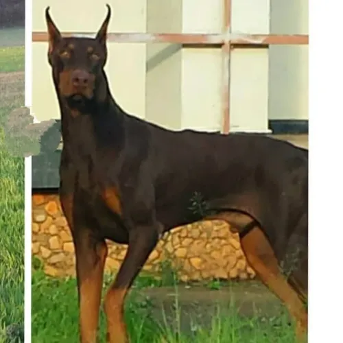 Doberman para cobertura/cruza