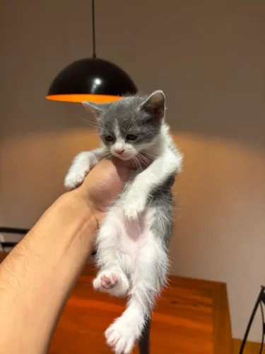 Adoção de gatos 