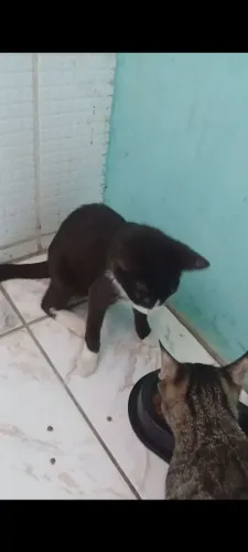 Gata 5 meses (castração garantida)